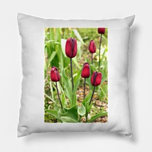 Red Tulips Pillow