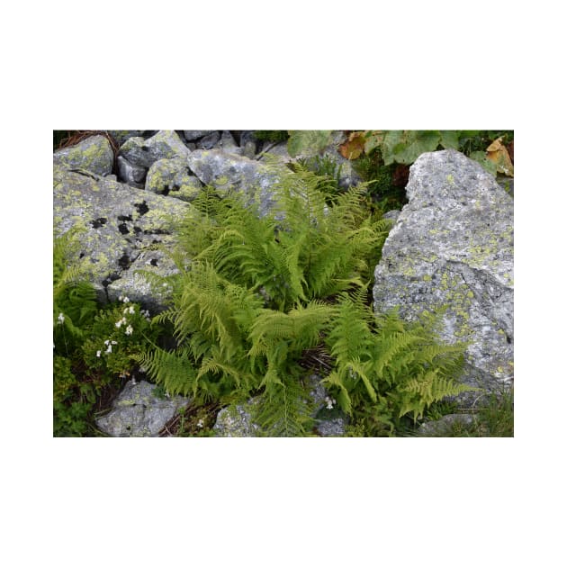 Fern in Rila mountain by Sidni