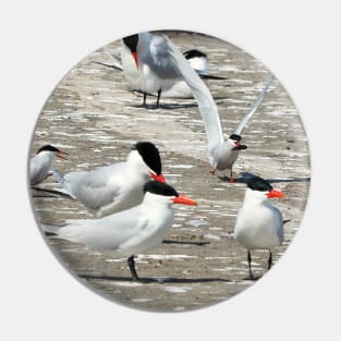 Caspian Tern Flock Resting On a Dock Pin