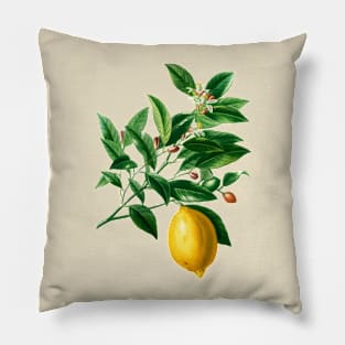 Lemon (Citrus Limonium)- Botanical Illustration Pillow