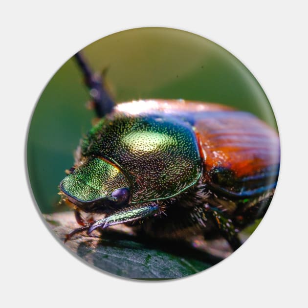 Beetle Yoga. Japanese Scarab Beetle Macro Photograph Pin by love-fi