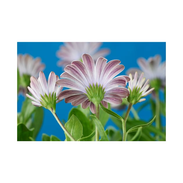 Osteospermum  Serenity White = &#39;Balserwhit&#39;  African daisy  Serenity Series  Back of flowers by chrisburrows