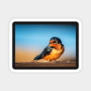 Barn Swallow on a Rail Magnet