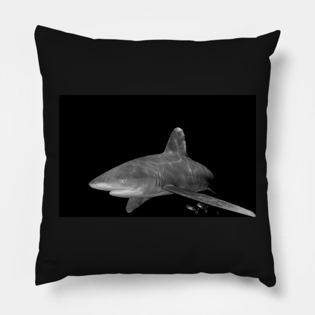 An Oceanic White Tip Shark and Pilot Fish in Black and White Pillow by jbbarnes