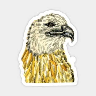 Gold eagle Magnet