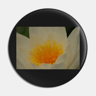 Water lily gold Pin