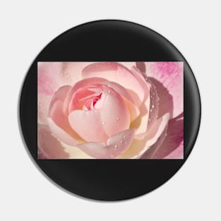 Pink Rose Greeting Card Pin