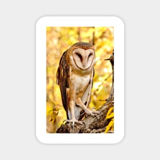 Barn Owl Magnet