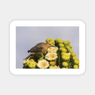 Male Gila Woodpecker Feeding On Cactus Blossom Funny Magnet