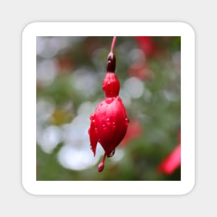 Beautiful pink flower bud on a rainy day Magnet