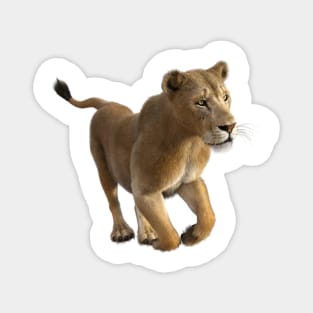 African Lioness running Magnet