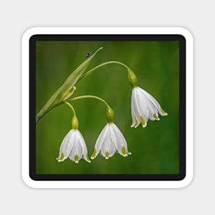 Summer Snowflake Flowers Magnet