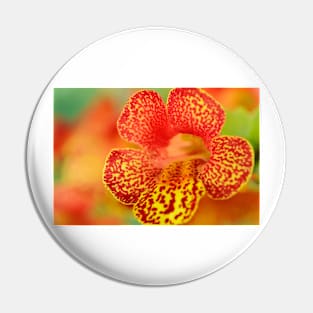 Mimulus  &amp;#39;Magic Yellow Flame&amp;#39;  Monkey flower Pin