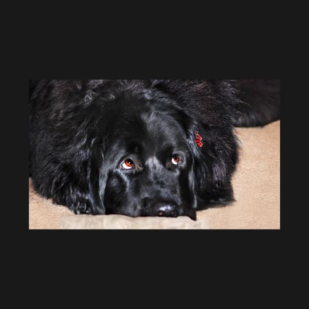 Abby (Newfoundland Dog) by LaurieMinor