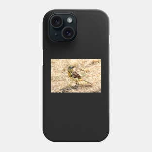 d'Arnaud's Barbet, Serengeti, Tanzania Phone Case