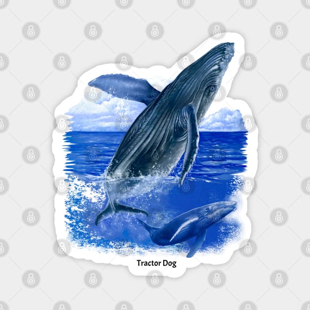 Humpback Whale Magnet by tractordog