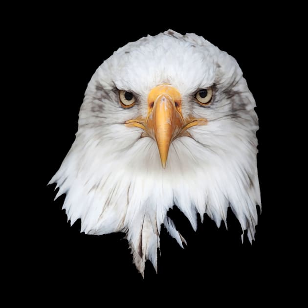 Bald Eagle. White head frontal portrait by funfun