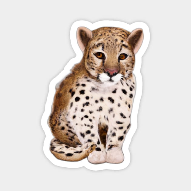 Cute Leopard Drawing Magnet by Play Zoo