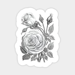 Rose Flowers Vintage Illustration Magnet