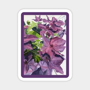 Purple pink clematis watercolour painting Magnet