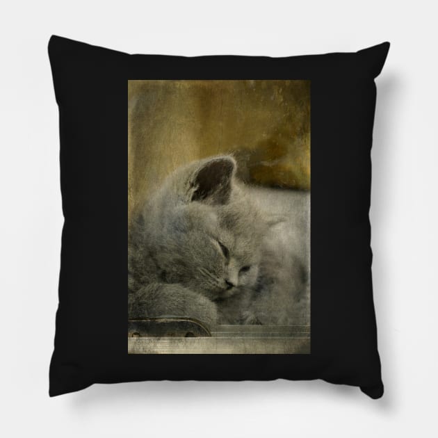 Sweet Little Grey Kitten Pillow by AlexaZari