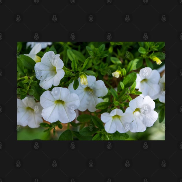 White flowers in the garden by CanadianWild418