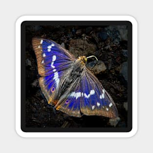 Purple Emperor Butterfly picture Magnet