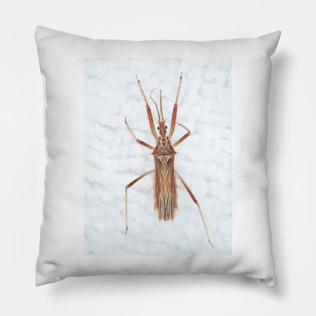 Spiny Assassin bug Pillow by SDym Photography