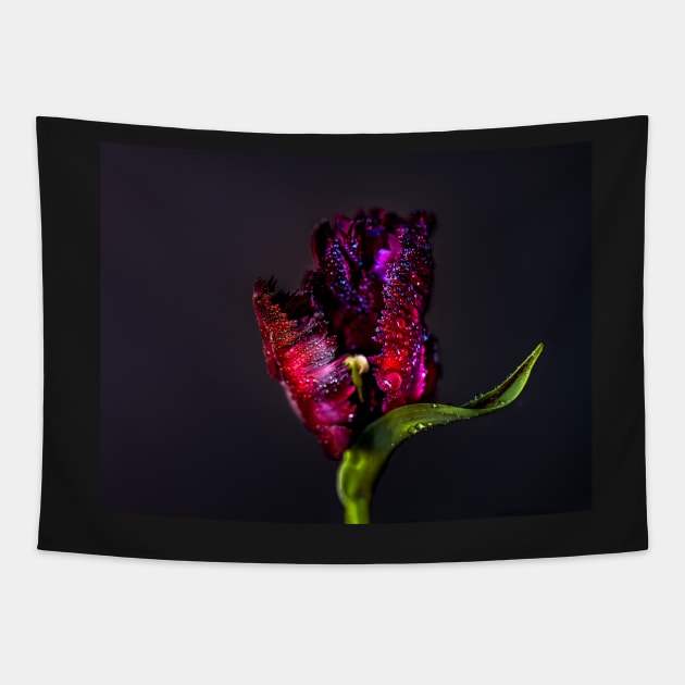 Black parrot tulip Tapestry by blossomcophoto
