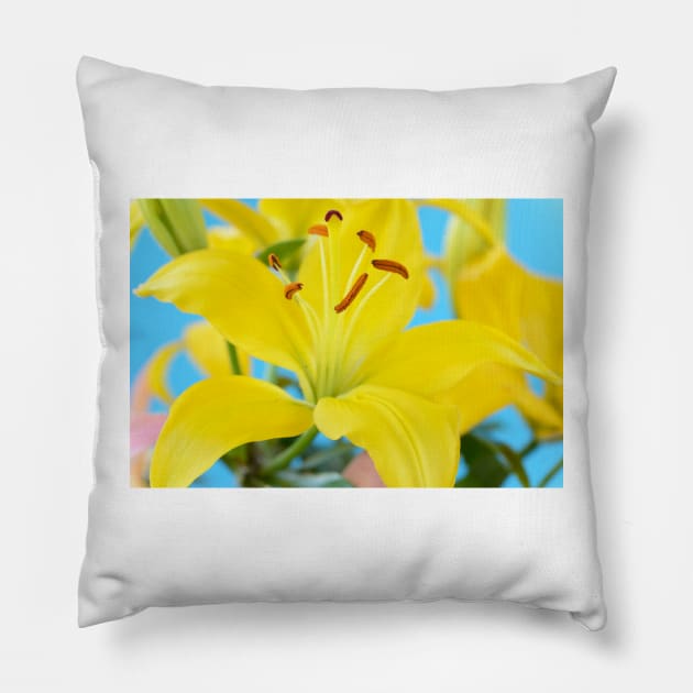 Lilium  &#39;Butter Pixie&#39;  Dwarf Asiatic lily Pillow by chrisburrows