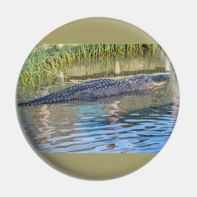 Big Padre Alligator Pin by Debra Martz