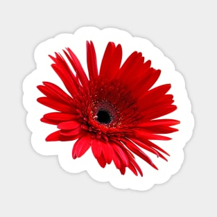 Red flower Magnet