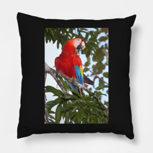 Scarlet Macaw Pillow