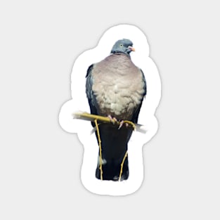 Pigeon Perch Magnet