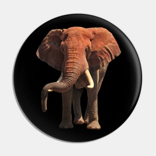 Funny lazy red Elephant in Kenya / Africa Pin