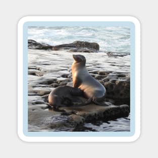 Wildlife gifts, California sea lion, marine life, nature Magnet