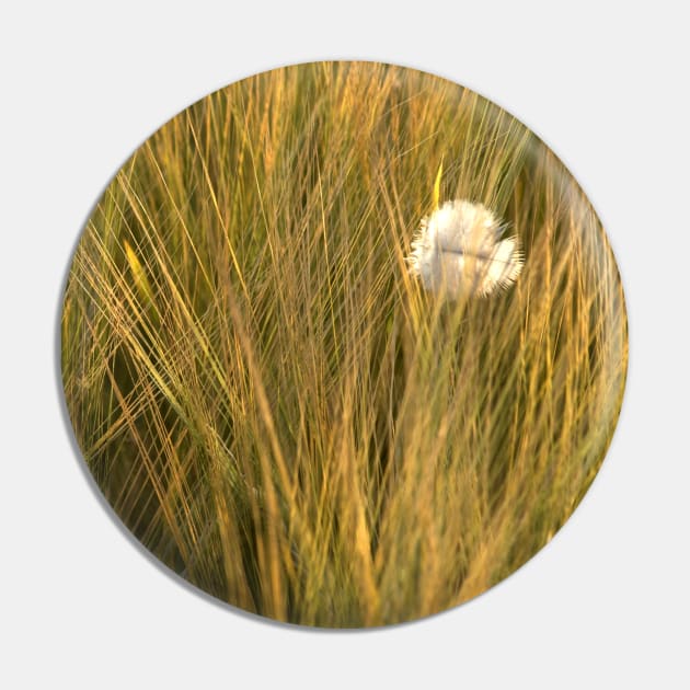 A feather amongst the summer barley in a Norfolk field, UK Pin by richflintphoto