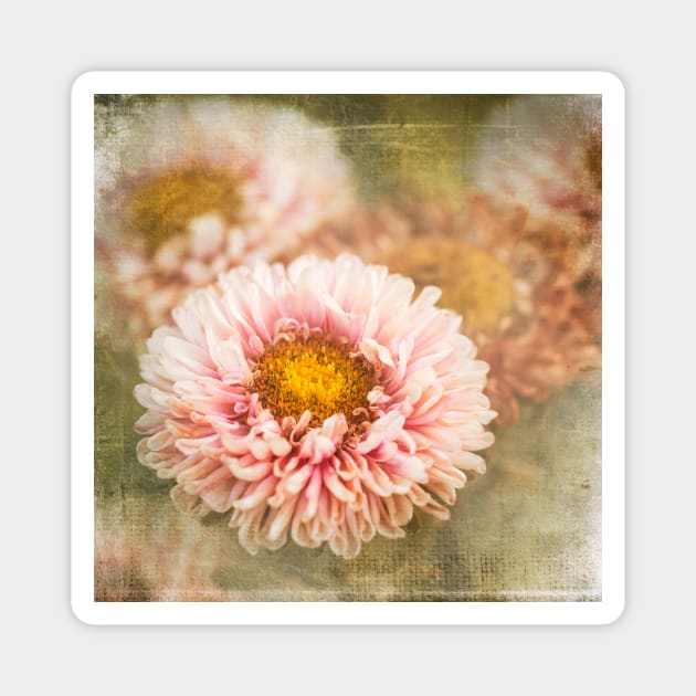 China Aster Magnet by Amalus-files