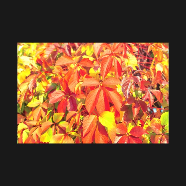 Bright red organge Virginia creeper leaves in autumn by lena-maximova