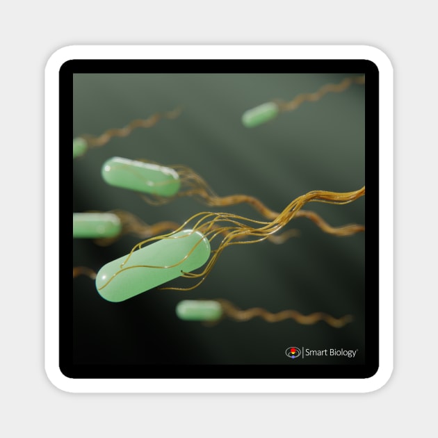 Bacteria Swimming Magnet by Smart Biology