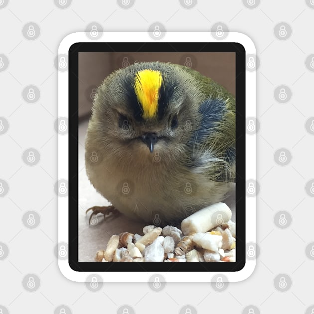 Punk Rock Chick - King of the Birds! My Friend the Goldcrest! Magnet by Bucklandcrafts