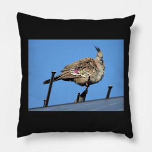 Crested Pigeon on an Aerial Pillow