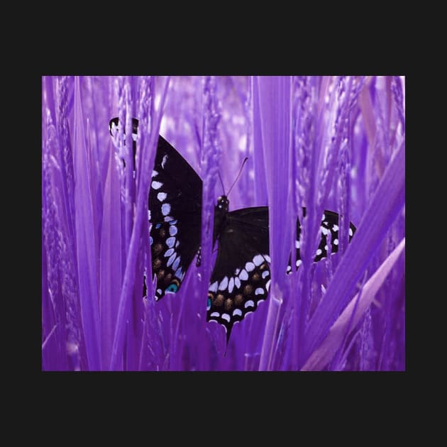 Purple Grass Swallowtail Butterfly by ARTWORKandBEYOND