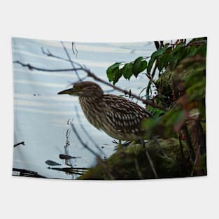 Juvenile Black-crowned Night-Heron Tapestry