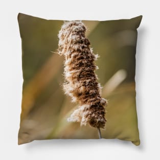 Cattail Scruff. Photograph Pillow