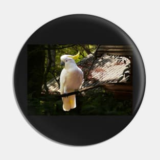 Sulphur Crested Cockatoo, Warburton Pin