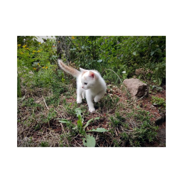 Little white cat in the garden by Gourmetkater