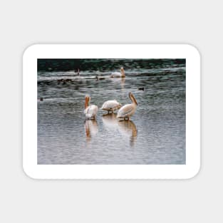 Early Morning Pelicans Magnet