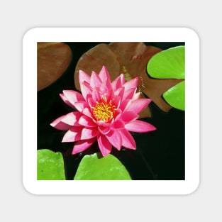 Fuchsia Pink Water Lilly Flower floating in Pond Magnet