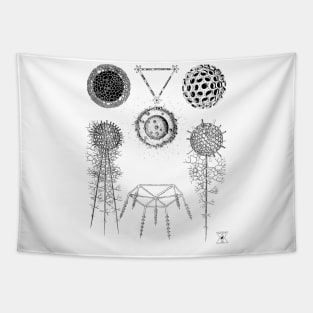 Radiolaria | Sea Creatures Microscopic Animals Tapestry